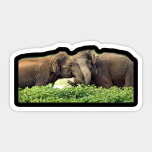 wild, elephant, elephant lover, life Sticker